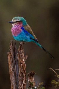  DSC7599   